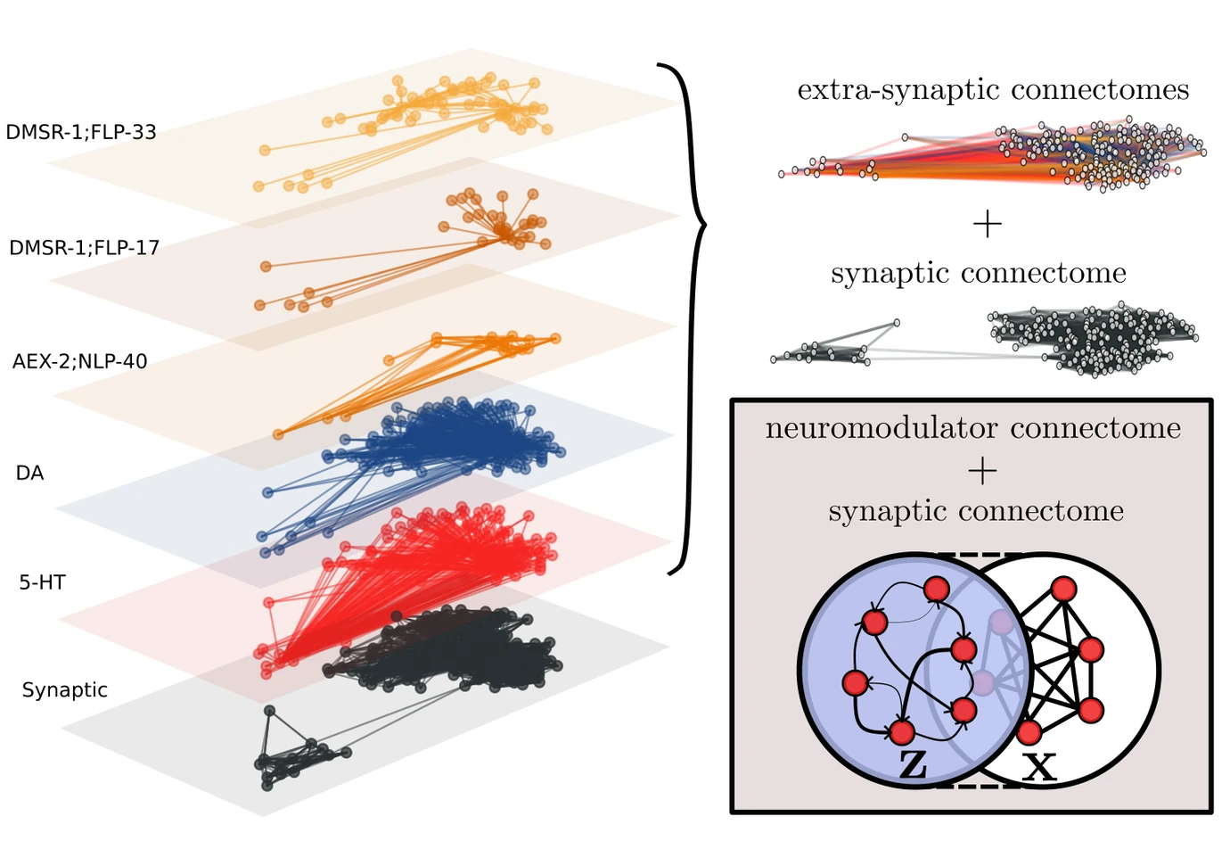 Neuromodulator networks of C. elegans (serotonin, dopamine and three neuropeptide–receptor pairs) overlaid on the synaptic connectome, and the model, in which a neuromodulator layer z acts on the neural layer x through neuronal activity. Network data from Ripoll-Sánchez et al. (Neuron 2023) and Cook et al. (Nature 2019) (Goto et al., PNAS, in press).