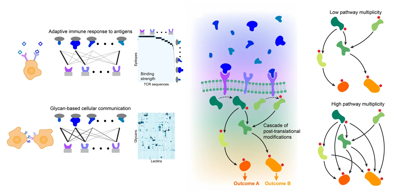 Cellular recognition as classification: ligand–receptor affinity structure in immune recognition and glycan-based communication, the signaling cascade that computes the response, and low and high path multiplicity (Floyd et al., in preparation).