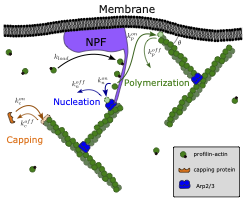 Self-assembly dynamics